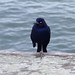 Wesley Crow Photo 9