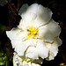 George Begonia Photo 9