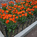 Christopher Tulip Photo 6