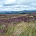 Heather Wale Photo 6