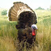 April Burd Photo 7