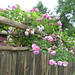 Rose Latham Photo 12