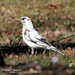 George Robins Photo 5