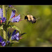 Paul Bigbee Photo 2