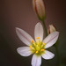 Geraldine Bloom Photo 7