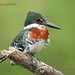 Glenda Green Photo 9