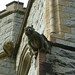 Andrew Braidwood Photo 7