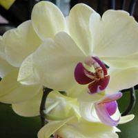 Diane Vassallo Photo 3