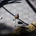 Lauren Bird Photo 11
