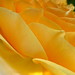 David Inglese Photo 7