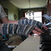 Carrie Paton Photo 4