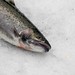 Larry Fish Photo 6