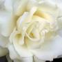 Nancy Haines Photo 17