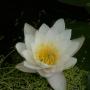 Irene Cisneros Photo 24