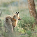 Lamar Fox Photo 7