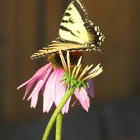 Barbara Dumais Photo 3