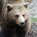 Bear Brown Photo 5