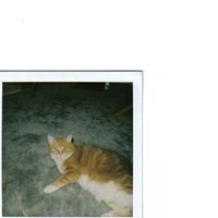 Joan Walmsley Photo 13