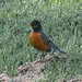 Robin Oh Photo 8