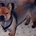 Fred Chow Photo 6