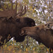 Carl Moose Photo 8