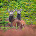 Glen Young Photo 3