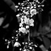 Flor Martinez Photo 9
