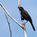 Candy Crow Photo 10