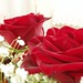 Rose Kwok Photo 6