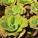 Lucy Plant Photo 9