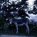 Thomas Mule Photo 6