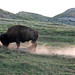 Jerome Bison Photo 5