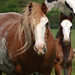 Tom Manes Photo 9