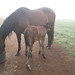 Misty Hester Photo 8