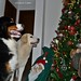 Harry Noel Photo 11