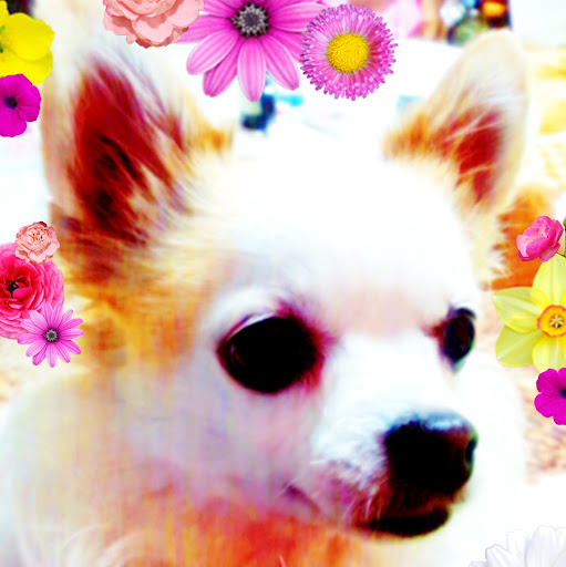 Mi Han Photo 26