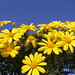 Daisy Bush Photo 7
