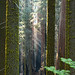Sequoia Ray Photo 7