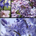 May Medley Photo 7