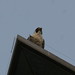 Carlo Falco Photo 5