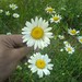 Crystal Pluck Photo 4