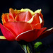 Rose Arthur Photo 9