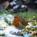 Robin Singleton Photo 14