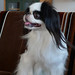 Chin Chang Photo 9