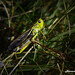 Alessandro Grillo Photo 5