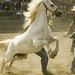 William Wild Photo 9