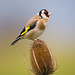 Craig Nash Photo 15