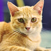 Oren Gold Photo 6
