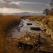 Ellen Reed Photo 8