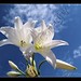 Lillie White Photo 11